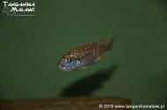 Labidochromis joanjohnsonae Likoma Island WF  
