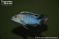 Labidochromis joanjohnsonae Likoma Island WF   