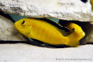 Labidochromis caeruleus Lion’s Cove 