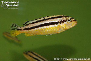 Melanochromis auratus     