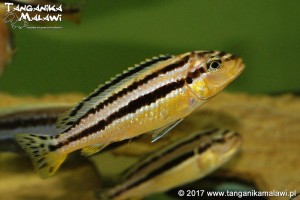 Melanochromis auratus     