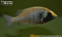 Placidochromis sp. 'phenochilus gissel'  
