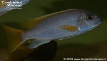 Pseudotropheus sp. „acei” Luwala Reef  