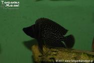 Altolamprologus calvus Black Pectoral Lupota WF	     
