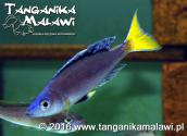 Cyprichromis leptosoma Mpulungu                       
