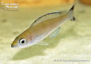 Cyprichromis sp. leptosoma jumbo Speckleback Moba F1 