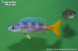 Cyprichromis  leptosoma  Utinta WF