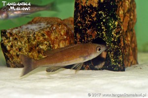Cyprichromis microlepidotus Kassai F1