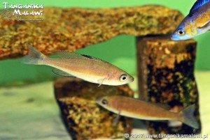 Cyprichromis microlepidotus Kassai F1