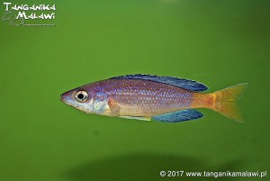 Cyprichromis sp. leptosoma jumbo Speckleback Moba F1 