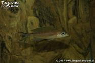 Paracyprichromis brieni Kitumba  WF	 