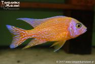 Aulonocara Fire Fish       