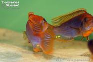 Idotropheus sprengerae Makokola Reef