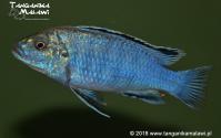 Labidochromis joanjohnsonae Likoma Island WF