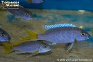 Pseudotropheus sp. „acei” Luwala Reef WF