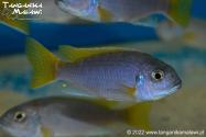 Pseudotropheus sp. „acei” Luwala Reef WF    