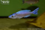 Cyprichromis leptosoma Chituta Neon Head WF