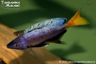  Cyprichromis sp. leptosoma jumbo Kitumba WF