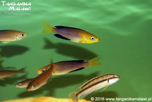 Cyprichromis sp. leptosoma jumbo Yellow Head Kekese F1