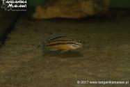 Julidochromis marksmithi (regani Kipili) F1