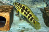 Julidochromis marlieri 