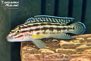 Julidochromis regani Keseke WF