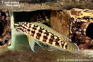 Julidochromis marlieri Kasanga WF