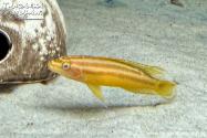 Julidochromis sp. ornatus Albino