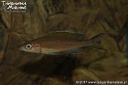 Paracyprichromis brieni Kitumba  WF
