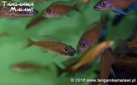 Paracyprichromis nigripinnis Blue Neon     