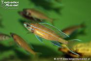 Paracyprichromis nigripinnis Chituta Neon Head WF  